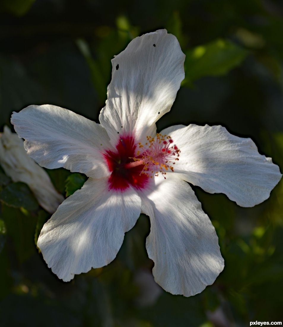 Hibiscus