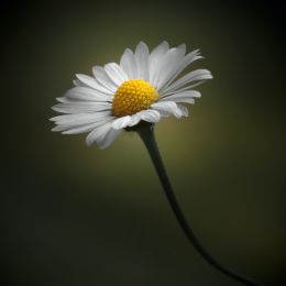 Daisy Picture