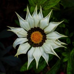 Gazania