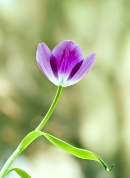 Tulip