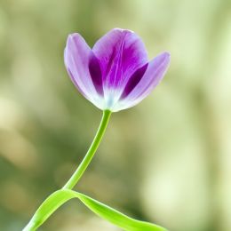 Tulip