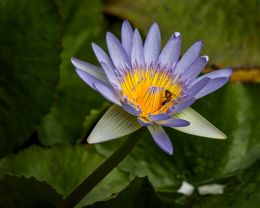 Water Lily