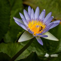 WaterLily