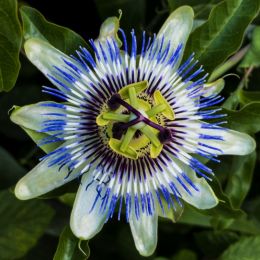 Passionflower