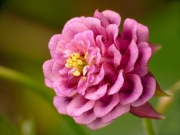 Double flowered columbine