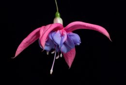 Fuschia