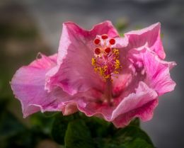 Hibiscus