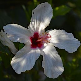 Hibiscus