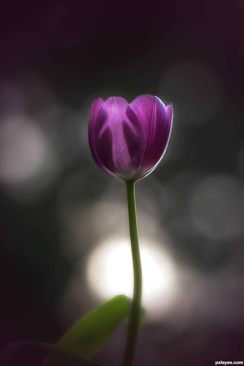 Tulip