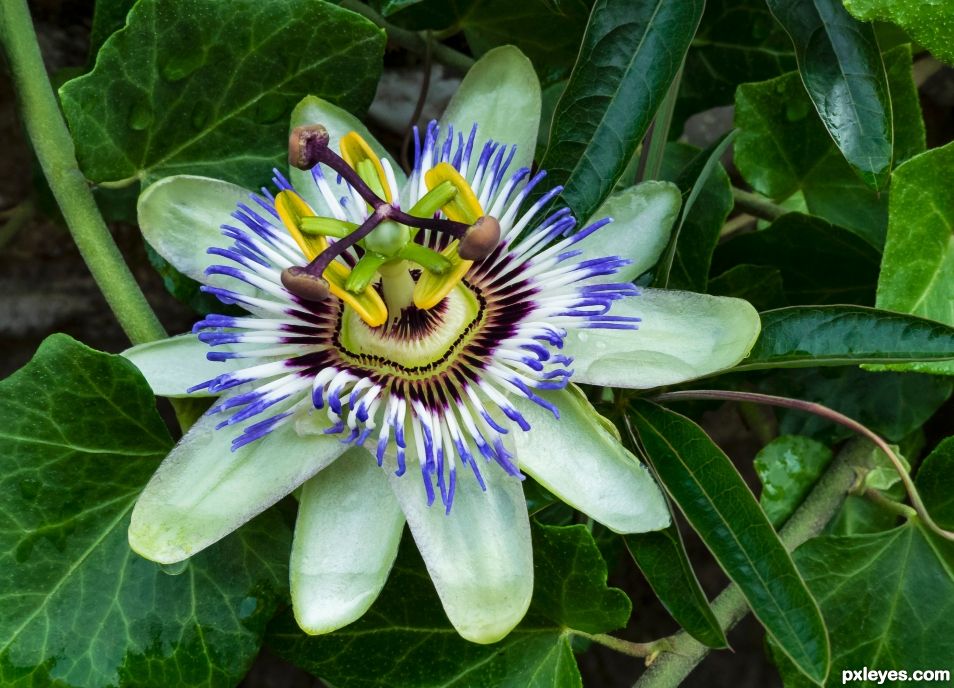 Passion flower