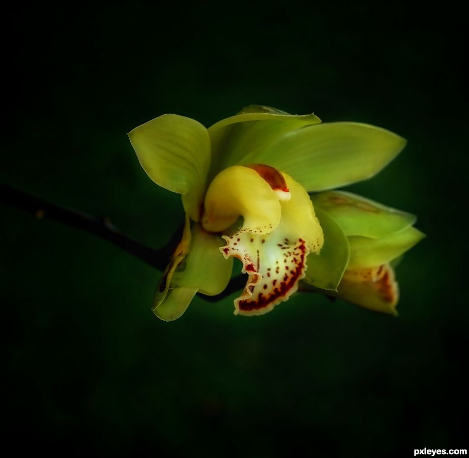 Orchids Secret