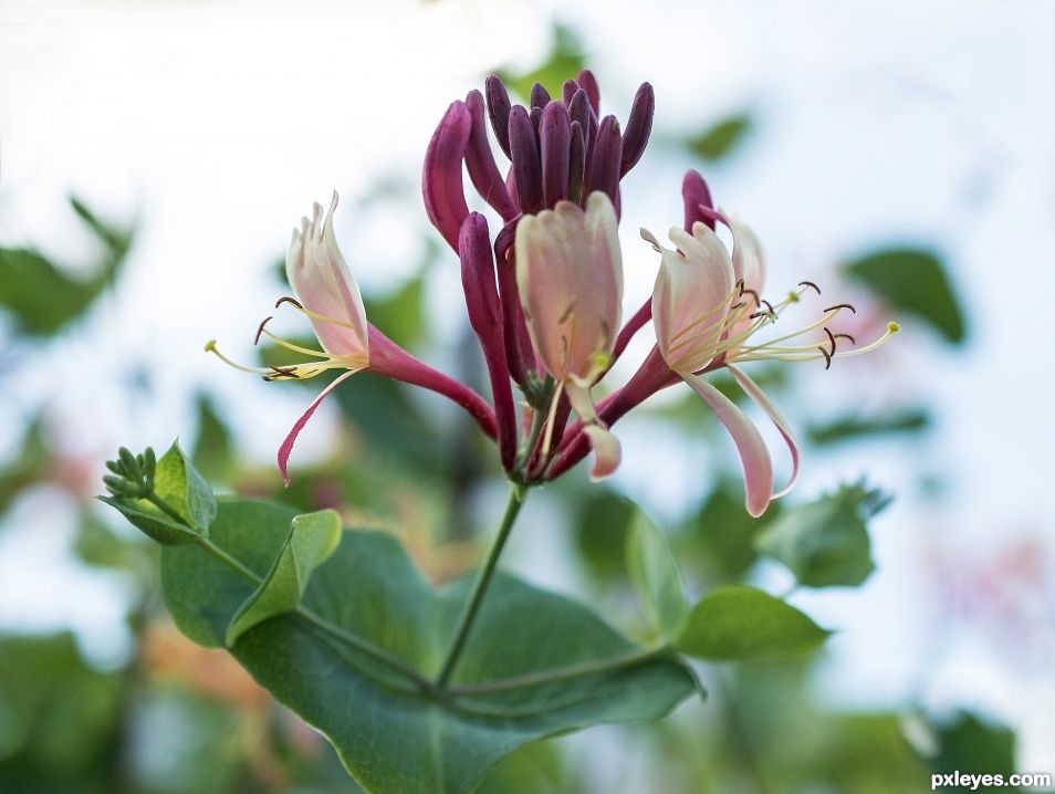 Honeysuckle