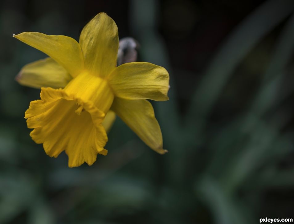 Daffodil