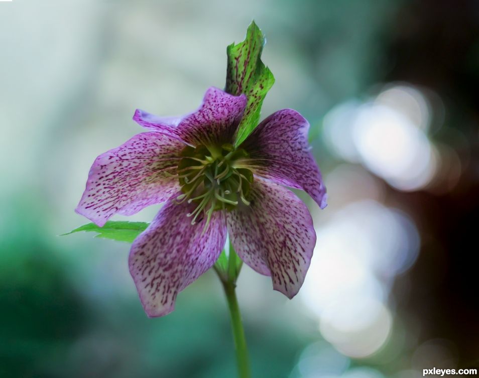 Hellebore