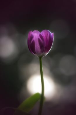 Tulip