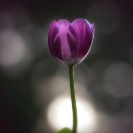 Tulip