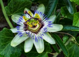 Passion flower