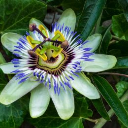 Passionflower