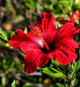 Hibiscus