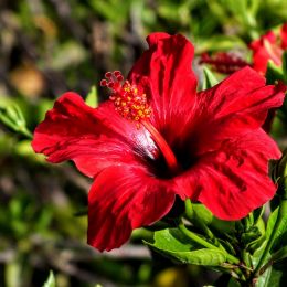 Hibiscus