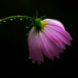 Pink Glow