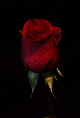 A Red, Red Rose