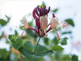 Honeysuckle