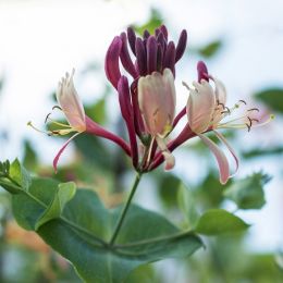 Honeysuckle