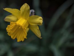 Daffodil