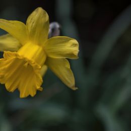 Daffodil