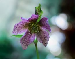 Hellebore