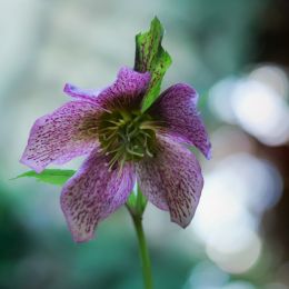 Hellebore