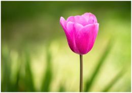 Lone Tulip