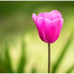 LoneTulip