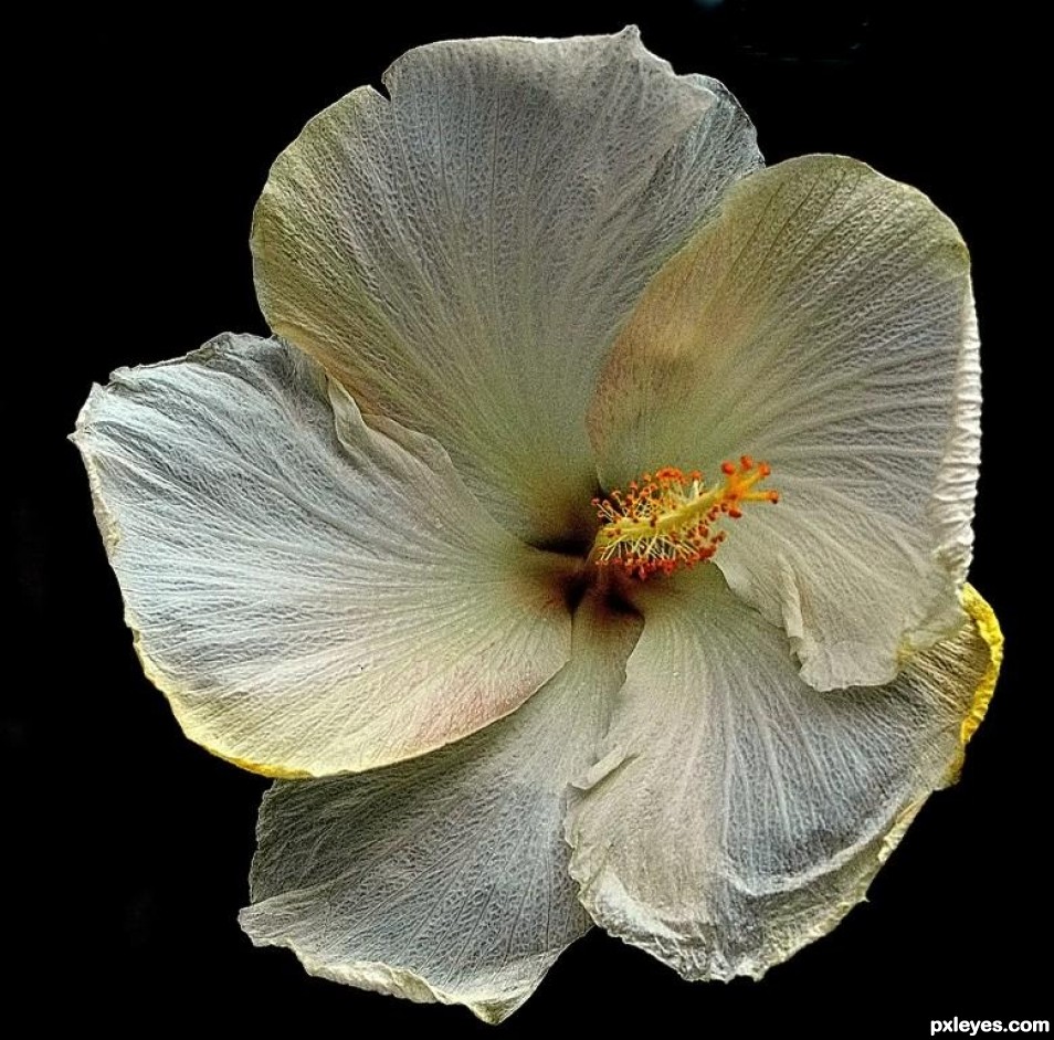 Hibiscus 