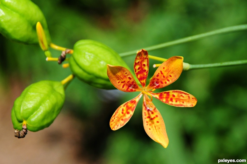 Tiger Lily