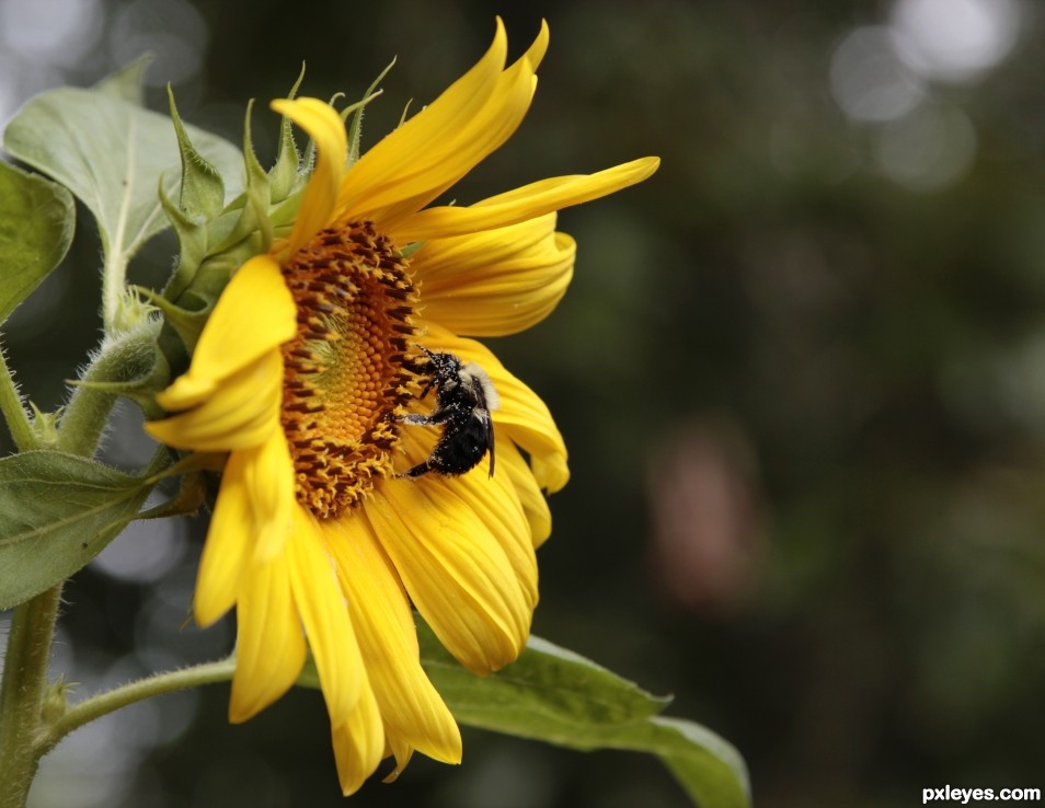 Sun Flower