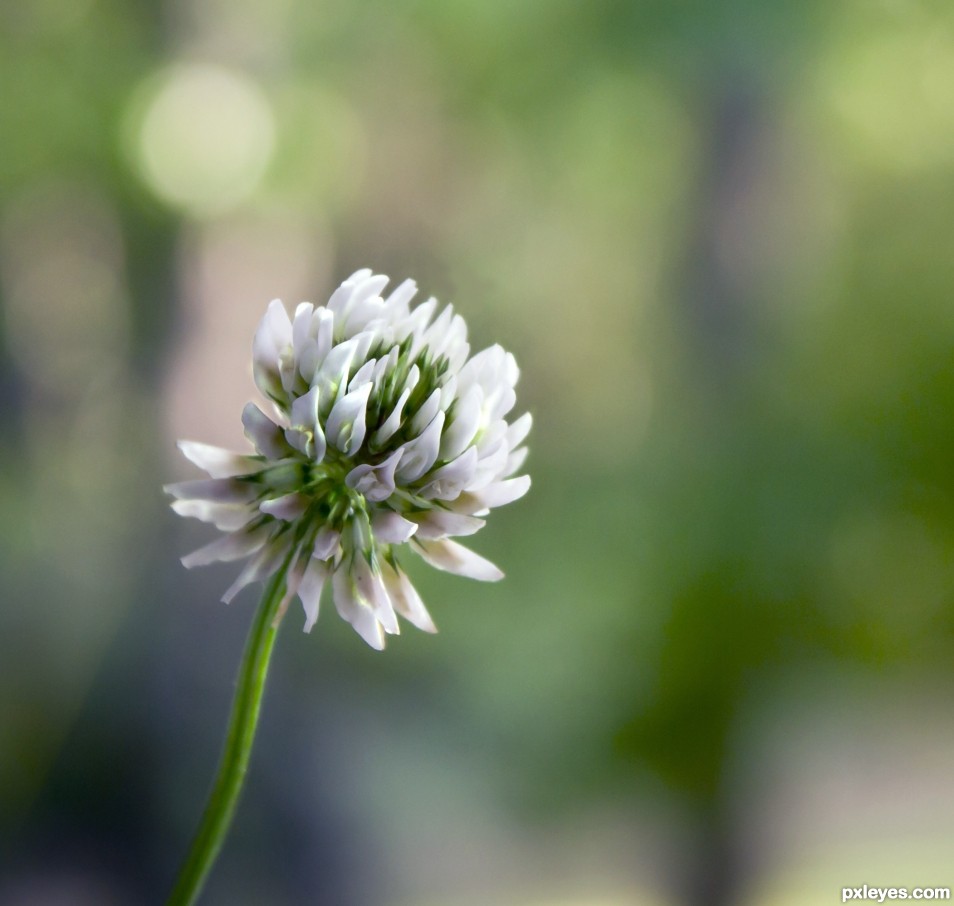 Bee Food