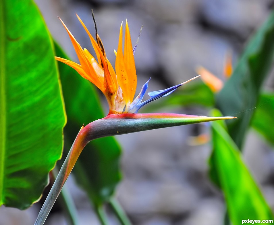 Strelitzia reginae