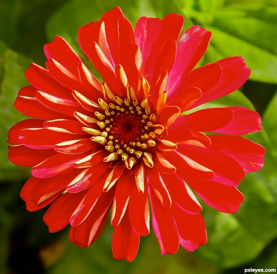 young zinnia unfurling 