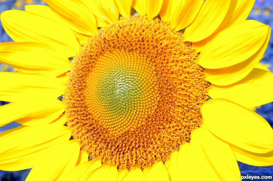 sunflower