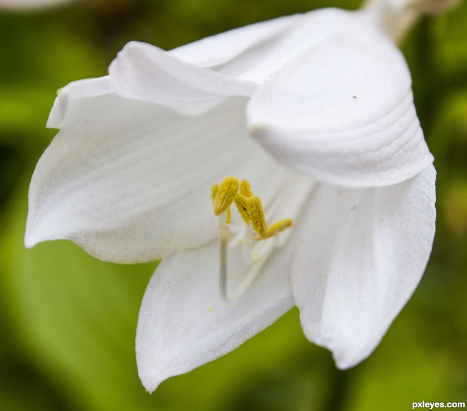 White lilly