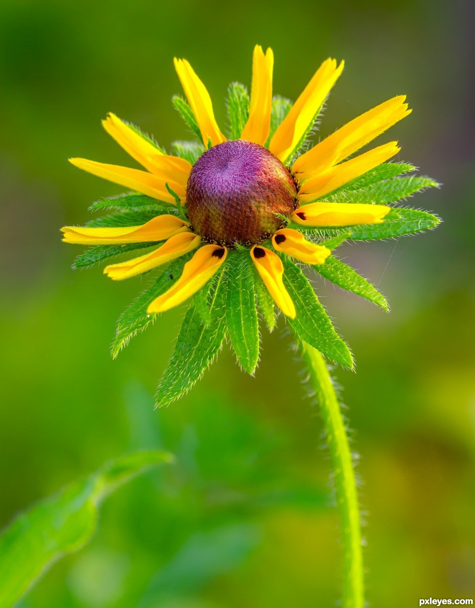 wild sunflower photoshop picture)