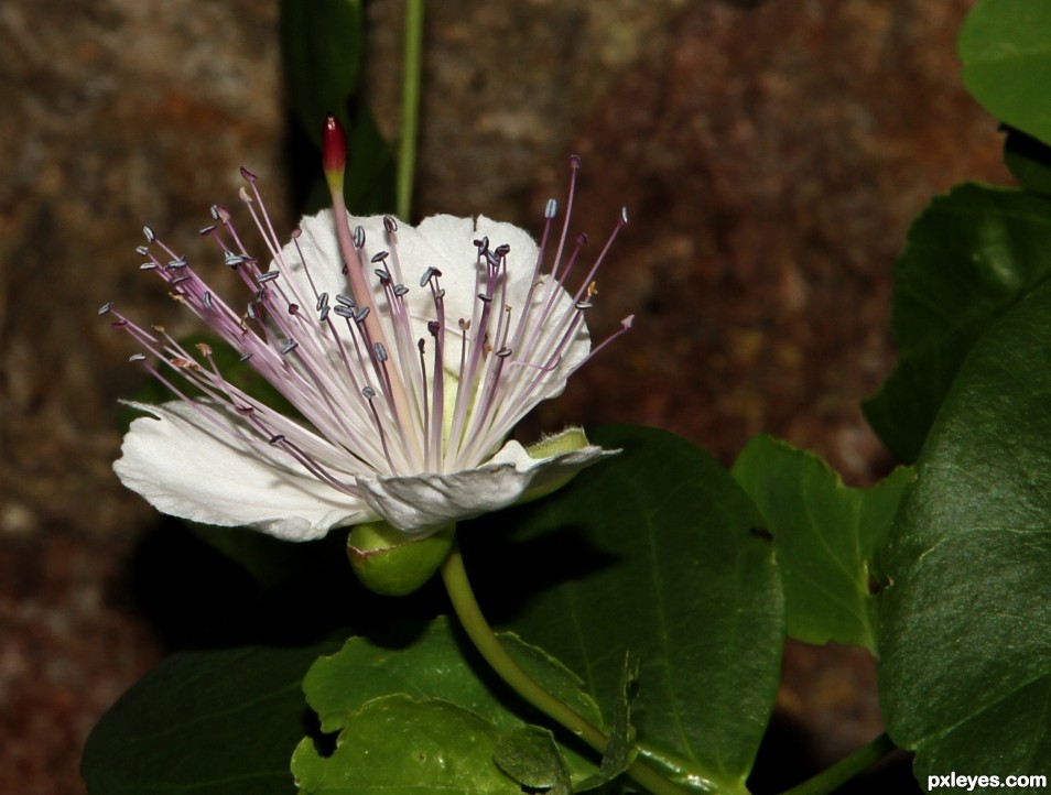 Caper flower