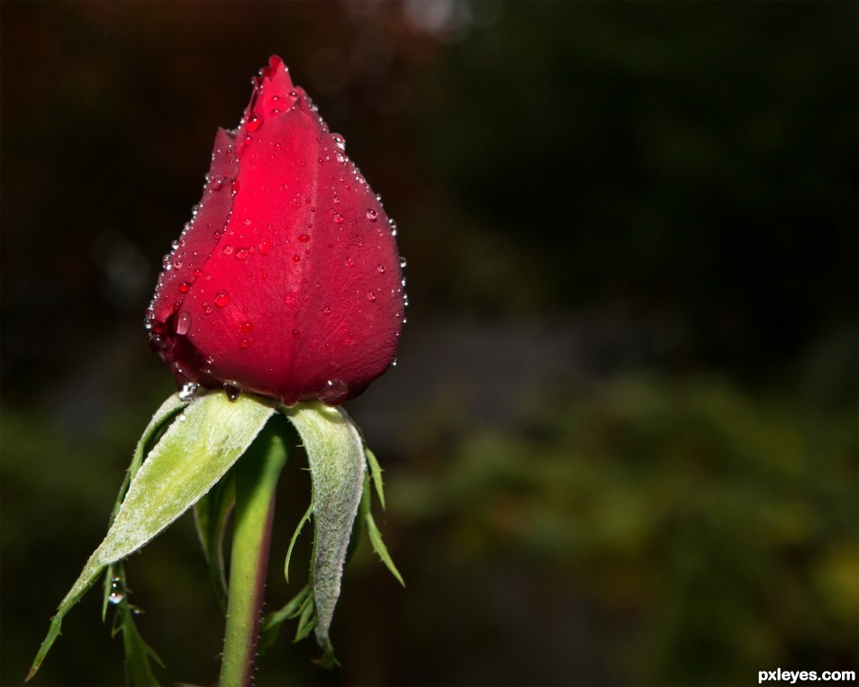 Wet Rose