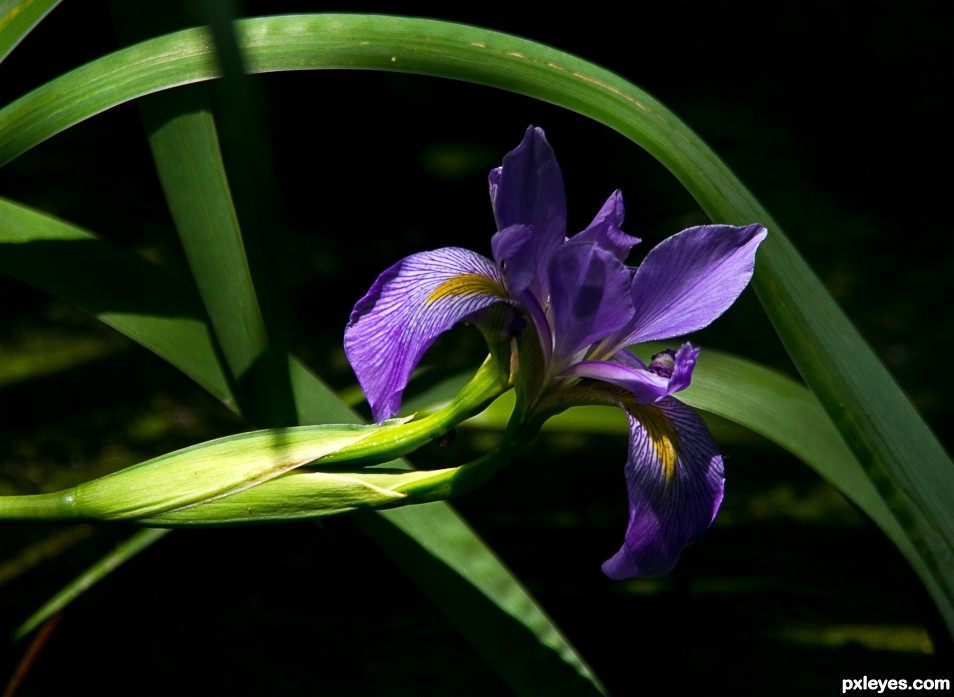 Wild Iris