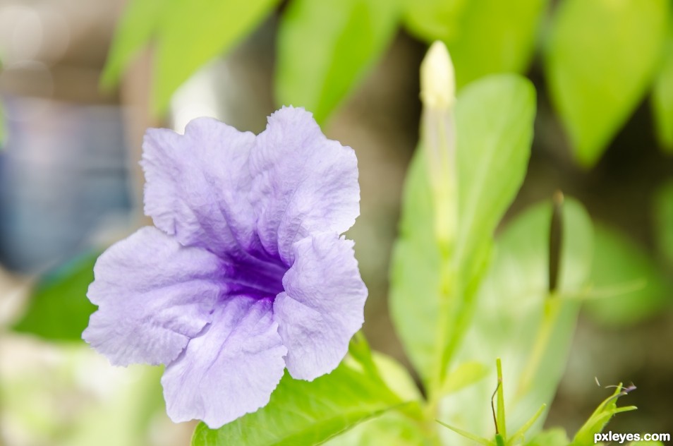 Violet Campanula