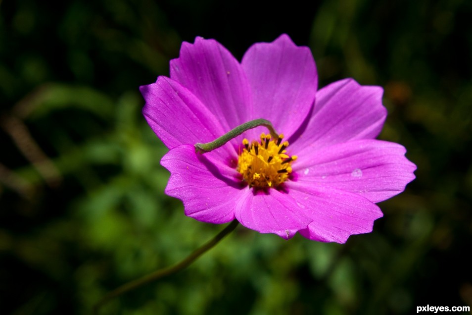 Little flower with little worm