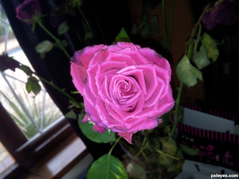 Pink Rose