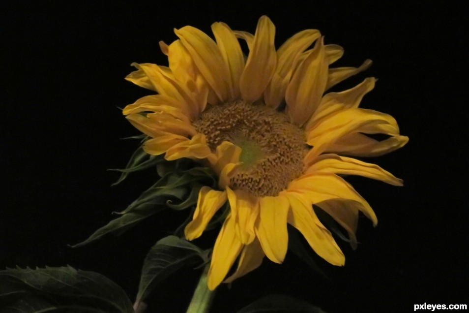 Sunflower at Night